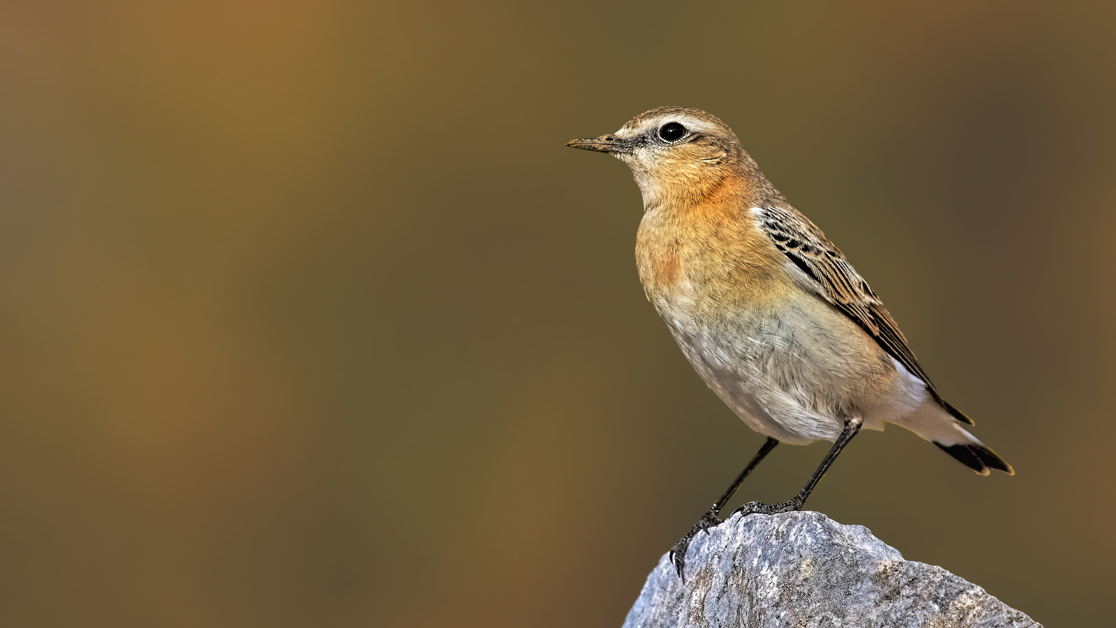 Northern Wheatear